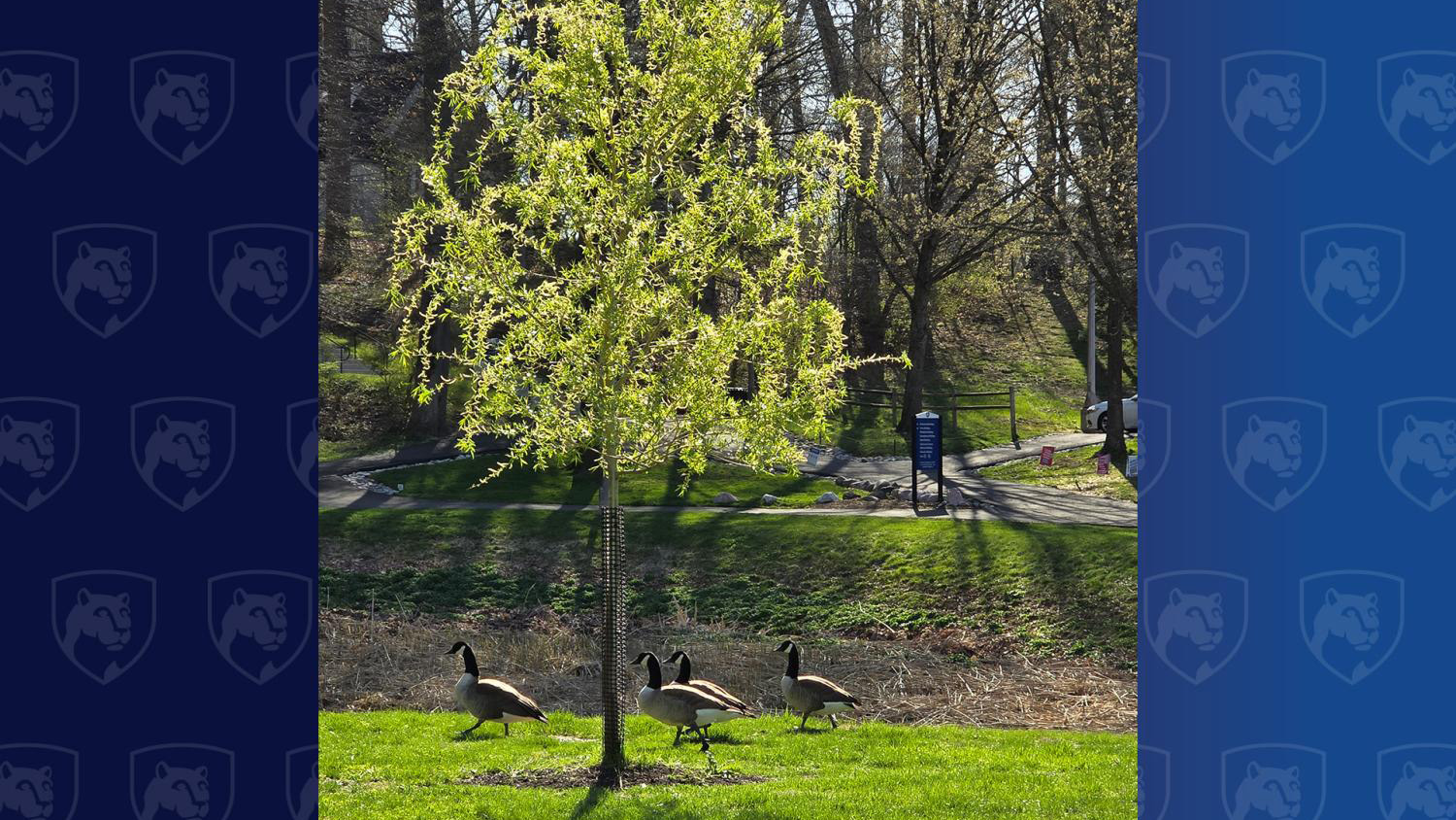 Geese walk by a young sapling on the Penn State Abington campus.