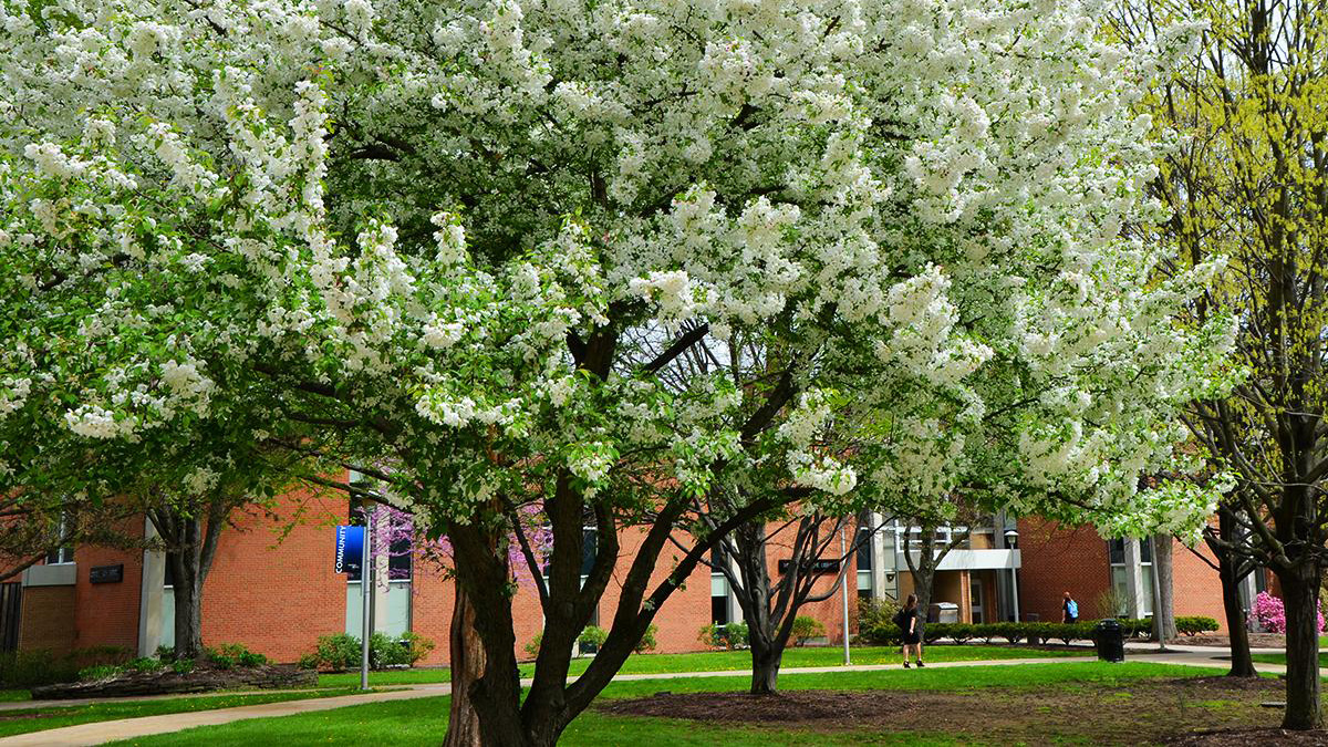 A tree blooms with white flowers on the Penn State Altoona campus.