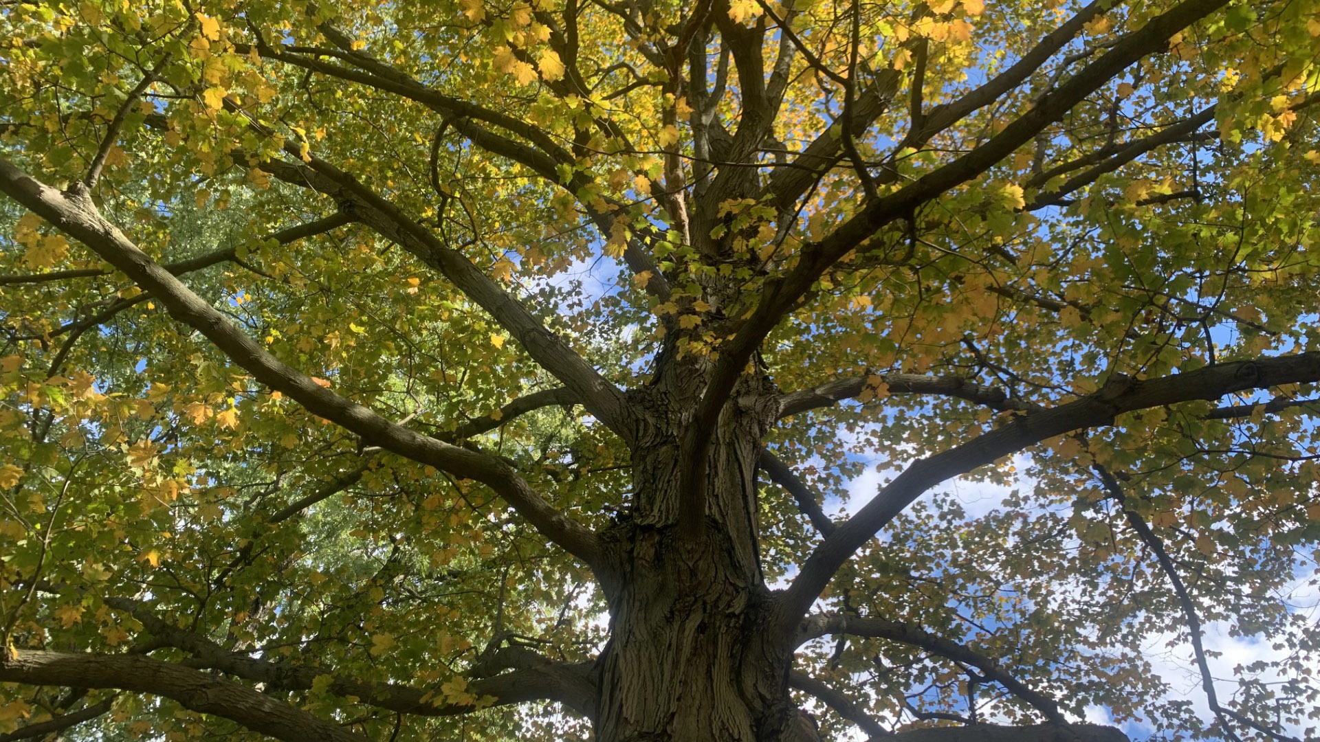 Close-up view inside the crown of a large tree.