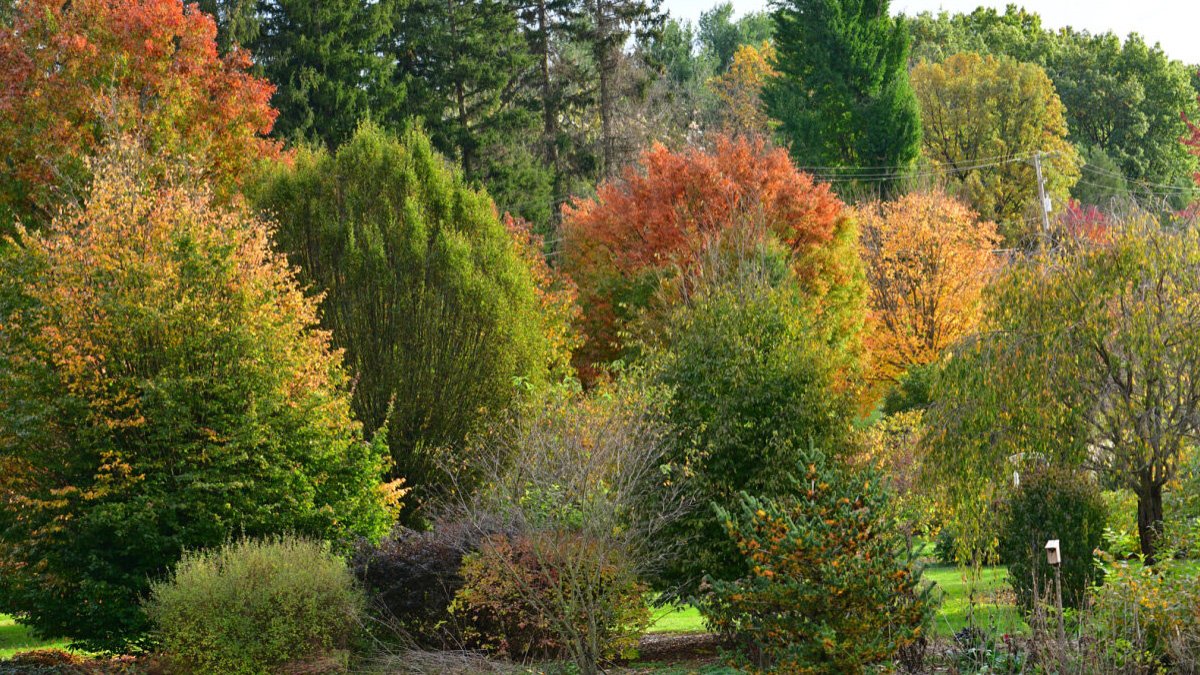 Autumn colors on the Penn State Berks campus.