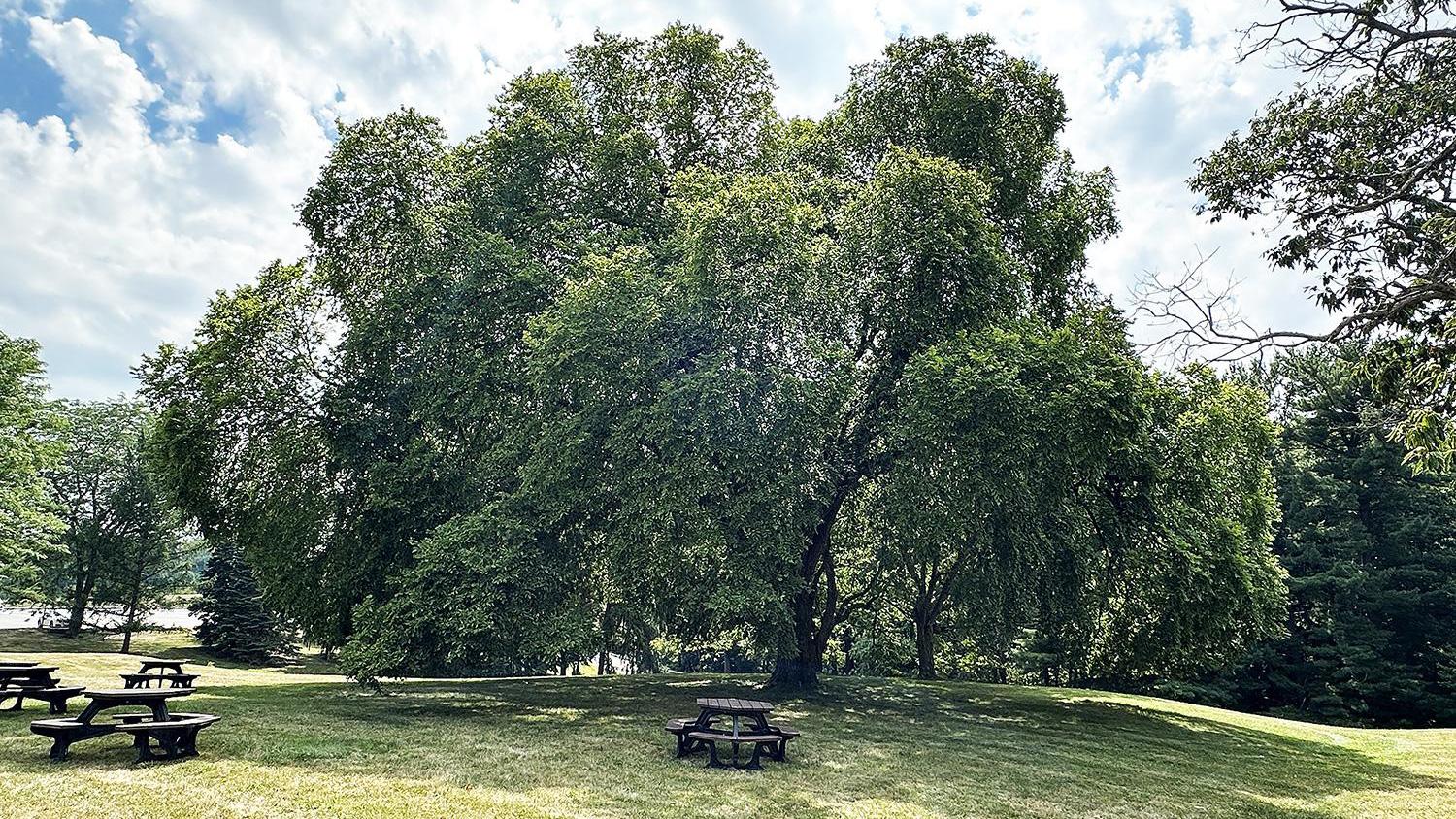 This large American Elm tree stands on the Penn State Beaver campus near the Laboratory Classroom Building.