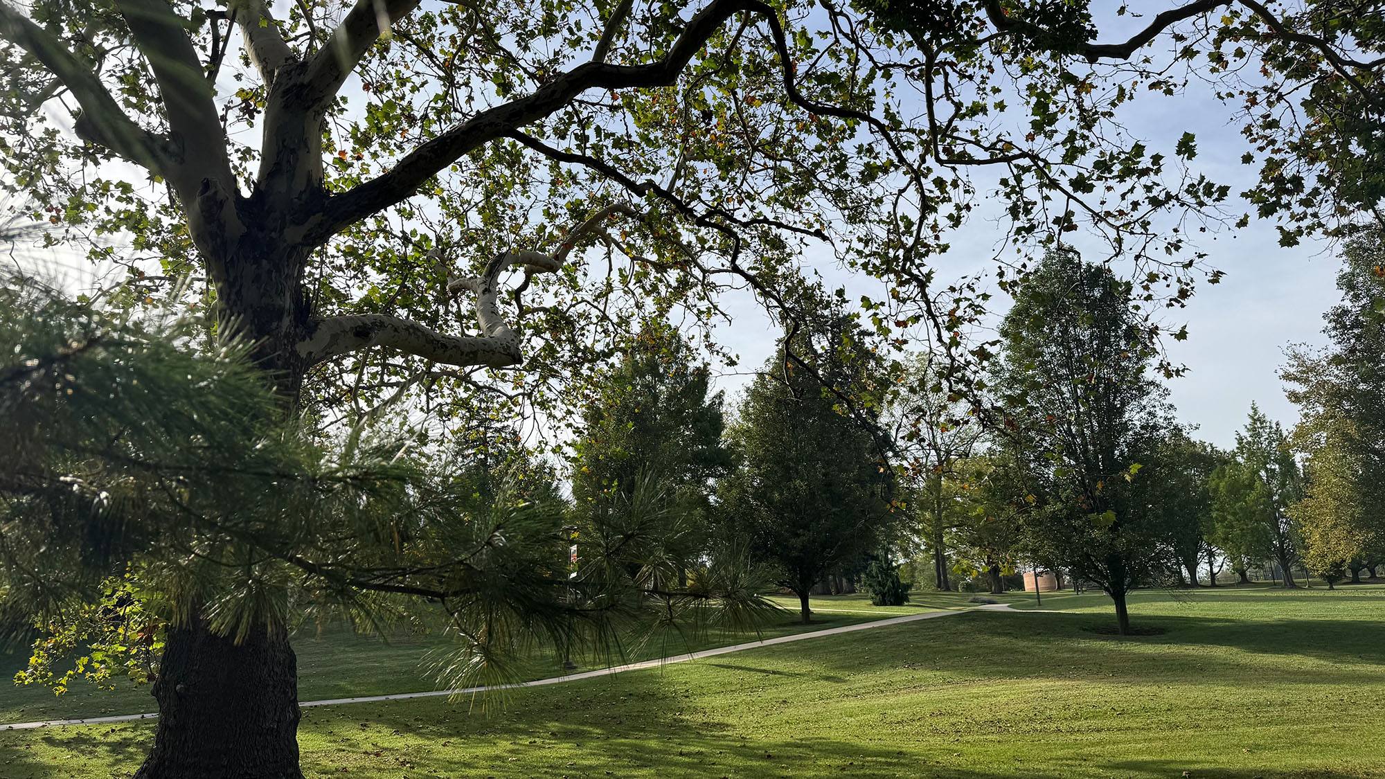 Trees on the Penn State Brandywine campus